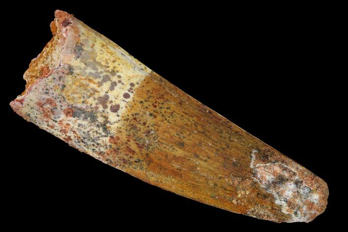 Spinosaurus Tooth - Real Dinosaur Tooth #172357